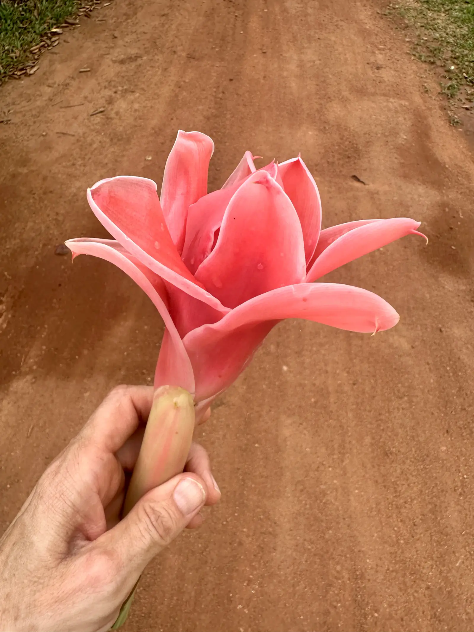 Blüte in der Hand